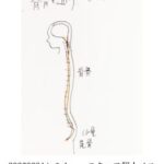 ボディフォーカス瞑想（仮称）レクチャー なぜ「背骨」に通すのか 骨に〇〇されている 背骨から全身に〇〇が行きわたっている
